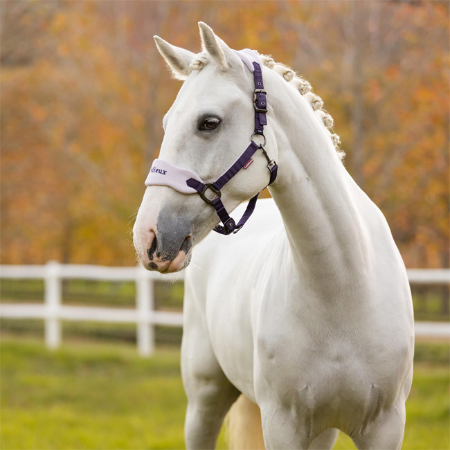 LeMieux Vogue Fleece Headcollar & Leadrope Juniper - Image 2