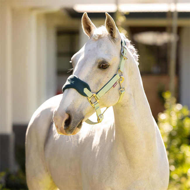 LeMieux Vogue Fleece Headcollar & Leadrope Macaron - Image 3