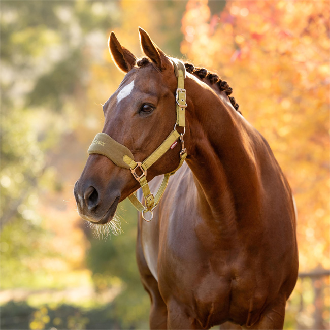 LeMieux Vogue Fleece Headcollar & Leadrope Gooseberry - Image 2